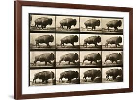 Buffalo Running, Animal Locomotion Plate 700-null-Framed Giclee Print