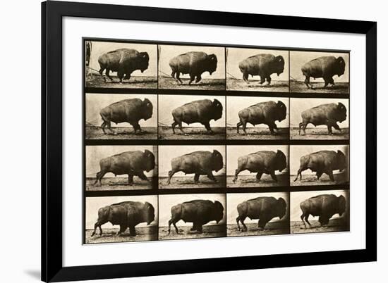 Buffalo Running, Animal Locomotion Plate 700-null-Framed Giclee Print