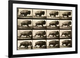 Buffalo Running, Animal Locomotion Plate 700-null-Framed Giclee Print