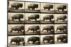 Buffalo Running, Animal Locomotion Plate 700-null-Mounted Giclee Print
