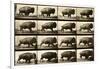 Buffalo Running, Animal Locomotion Plate 700-null-Framed Giclee Print