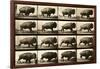 Buffalo Running, Animal Locomotion Plate 700-null-Framed Giclee Print