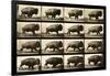 Buffalo Running, Animal Locomotion Plate 700-null-Framed Giclee Print