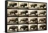 Buffalo Running, Animal Locomotion Plate 700-null-Framed Stretched Canvas