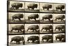 Buffalo Running, Animal Locomotion Plate 700-null-Stretched Canvas