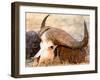 Buffalo skull, Okavango Delta, Botswana, Africa-Karen Deakin-Framed Photographic Print