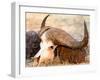 Buffalo skull, Okavango Delta, Botswana, Africa-Karen Deakin-Framed Photographic Print