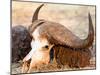 Buffalo skull, Okavango Delta, Botswana, Africa-Karen Deakin-Mounted Photographic Print