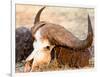 Buffalo skull, Okavango Delta, Botswana, Africa-Karen Deakin-Framed Photographic Print