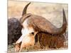 Buffalo skull, Okavango Delta, Botswana, Africa-Karen Deakin-Mounted Photographic Print