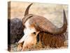 Buffalo skull, Okavango Delta, Botswana, Africa-Karen Deakin-Stretched Canvas