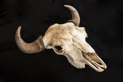 ‘Buffalo Skull on Black Background’ Photographic Print - Marilyn Angel