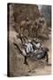 Buffalo Soldier and His Horse Taking a Tumble from the Trail, 1880s-null-Stretched Canvas