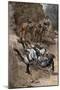 Buffalo Soldier and His Horse Taking a Tumble from the Trail, 1880s-null-Mounted Giclee Print