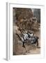 Buffalo Soldier and His Horse Taking a Tumble from the Trail, 1880s-null-Framed Giclee Print