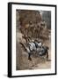 Buffalo Soldier and His Horse Taking a Tumble from the Trail, 1880s-null-Framed Giclee Print