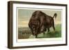 Buffalo Stamping-null-Framed Art Print