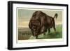 Buffalo Stamping-null-Framed Art Print