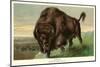 Buffalo Stamping-null-Mounted Art Print