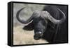 Buffalo (Syncerus Caffer), Chobe National Park, Botswana, Africa-Sergio Pitamitz-Framed Stretched Canvas