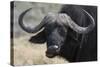 Buffalo (Syncerus Caffer), Chobe National Park, Botswana, Africa-Sergio Pitamitz-Stretched Canvas