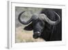 Buffalo (Syncerus Caffer), Chobe National Park, Botswana, Africa-Sergio Pitamitz-Framed Photographic Print