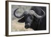 Buffalo (Syncerus Caffer), Chobe National Park, Botswana, Africa-Sergio Pitamitz-Framed Photographic Print