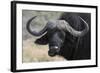 Buffalo (Syncerus Caffer), Chobe National Park, Botswana, Africa-Sergio Pitamitz-Framed Photographic Print