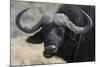 Buffalo (Syncerus Caffer), Chobe National Park, Botswana, Africa-Sergio Pitamitz-Mounted Photographic Print