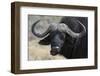 Buffalo (Syncerus Caffer), Chobe National Park, Botswana, Africa-Sergio Pitamitz-Framed Photographic Print