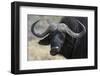 Buffalo (Syncerus Caffer), Chobe National Park, Botswana, Africa-Sergio Pitamitz-Framed Photographic Print