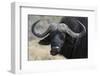 Buffalo (Syncerus Caffer), Chobe National Park, Botswana, Africa-Sergio Pitamitz-Framed Photographic Print