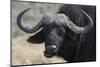 Buffalo (Syncerus Caffer), Chobe National Park, Botswana, Africa-Sergio Pitamitz-Mounted Photographic Print