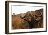 Buffalo (Syncerus caffer), Hluhluwe-Imfolozi Park, Kwazulu-Natal, South Africa, Africa-Christian Kober-Framed Photographic Print