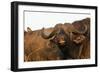 Buffalo (Syncerus caffer), Hluhluwe-Imfolozi Park, Kwazulu-Natal, South Africa, Africa-Christian Kober-Framed Photographic Print