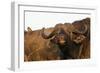 Buffalo (Syncerus caffer), Hluhluwe-Imfolozi Park, Kwazulu-Natal, South Africa, Africa-Christian Kober-Framed Photographic Print