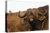Buffalo (Syncerus caffer), Hluhluwe-Imfolozi Park, Kwazulu-Natal, South Africa, Africa-Christian Kober-Stretched Canvas