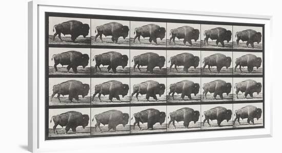 Buffalo Walking-Eadweard Muybridge-Framed Giclee Print