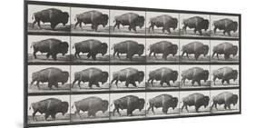 Buffalo Walking-Eadweard Muybridge-Mounted Giclee Print