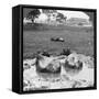 Buffalo 'Wallow, Burma, 1908-null-Framed Stretched Canvas