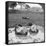 Buffalo 'Wallow, Burma, 1908-null-Framed Stretched Canvas