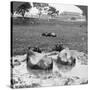 Buffalo 'Wallow, Burma, 1908-null-Stretched Canvas