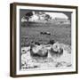 Buffalo 'Wallow, Burma, 1908-null-Framed Photographic Print