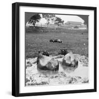 Buffalo 'Wallow, Burma, 1908-null-Framed Photographic Print