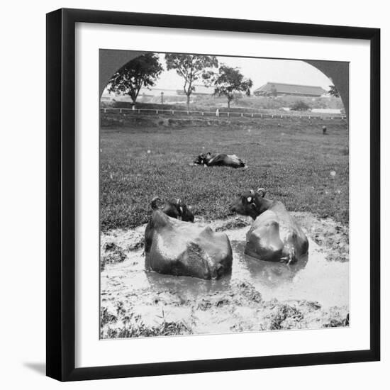 Buffalo 'Wallow, Burma, 1908-null-Framed Photographic Print