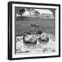 Buffalo 'Wallow, Burma, 1908-null-Framed Photographic Print
