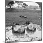 Buffalo 'Wallow, Burma, 1908-null-Mounted Photographic Print