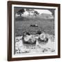 Buffalo 'Wallow, Burma, 1908-null-Framed Photographic Print