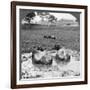 Buffalo 'Wallow, Burma, 1908-null-Framed Photographic Print