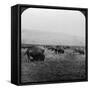 Buffalo, Yellowstone National Park, Usa-HC White-Framed Stretched Canvas